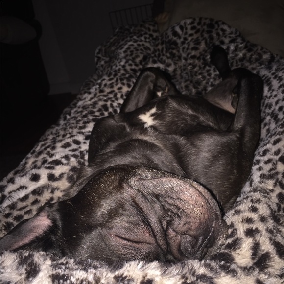 The naughtiest french bulldog that ever lived! - Picture 3 of 3